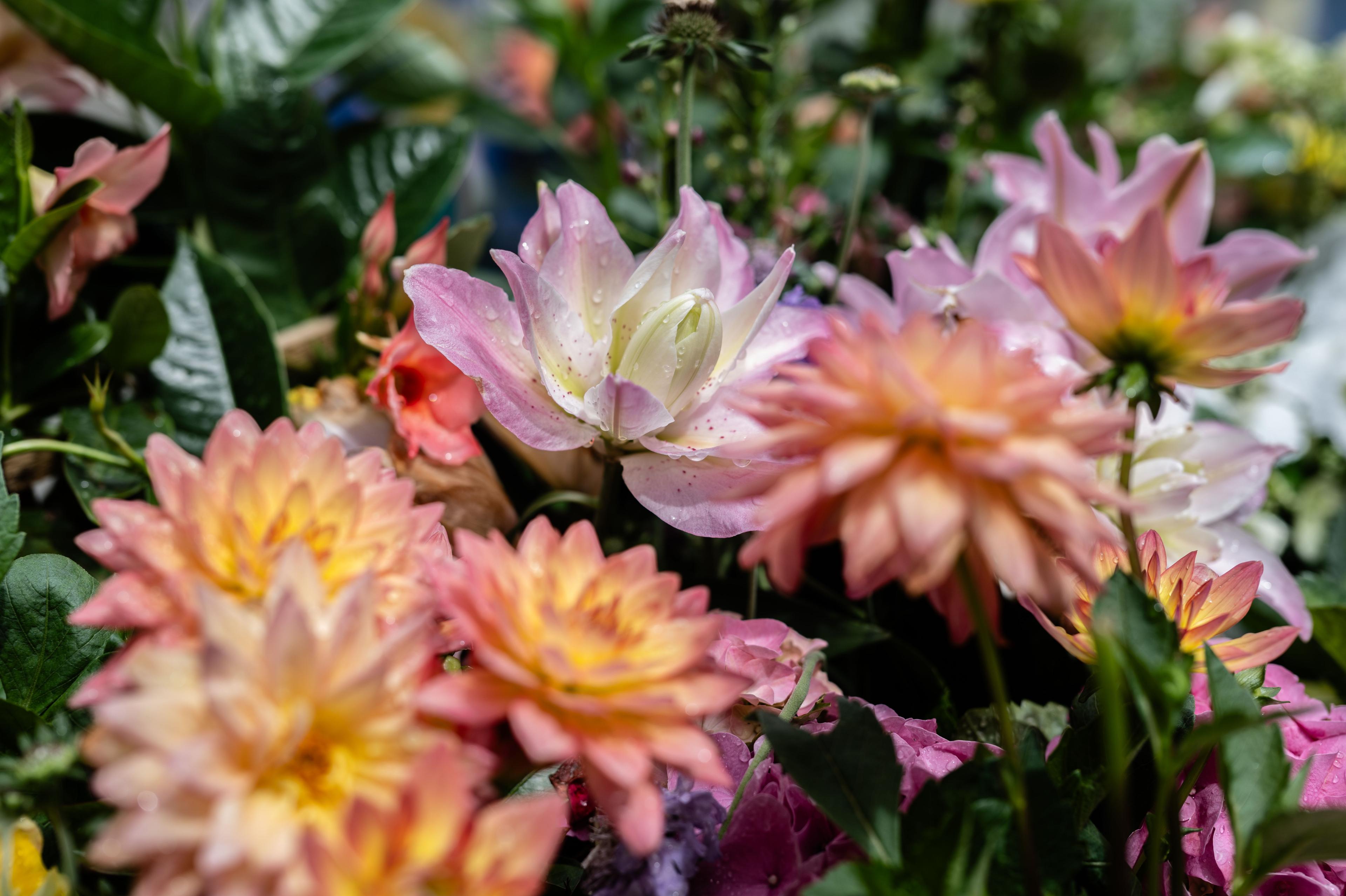 colorful flowers