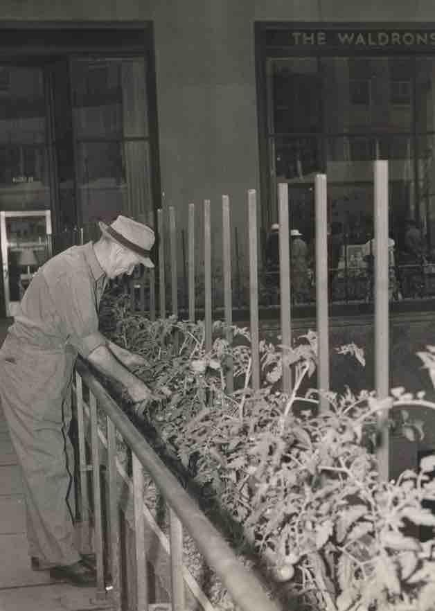 A man tends to plants in a Victory Garden at Rockefeller Center